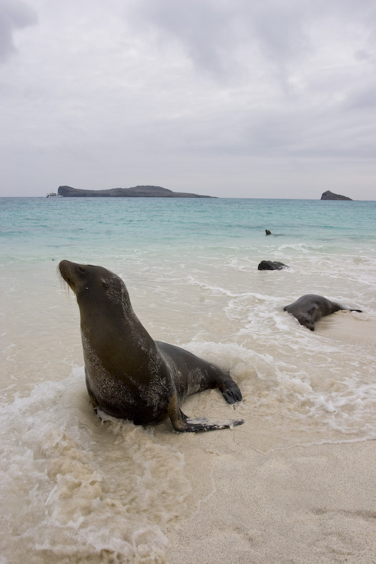 Galápagos Sealions On Beach